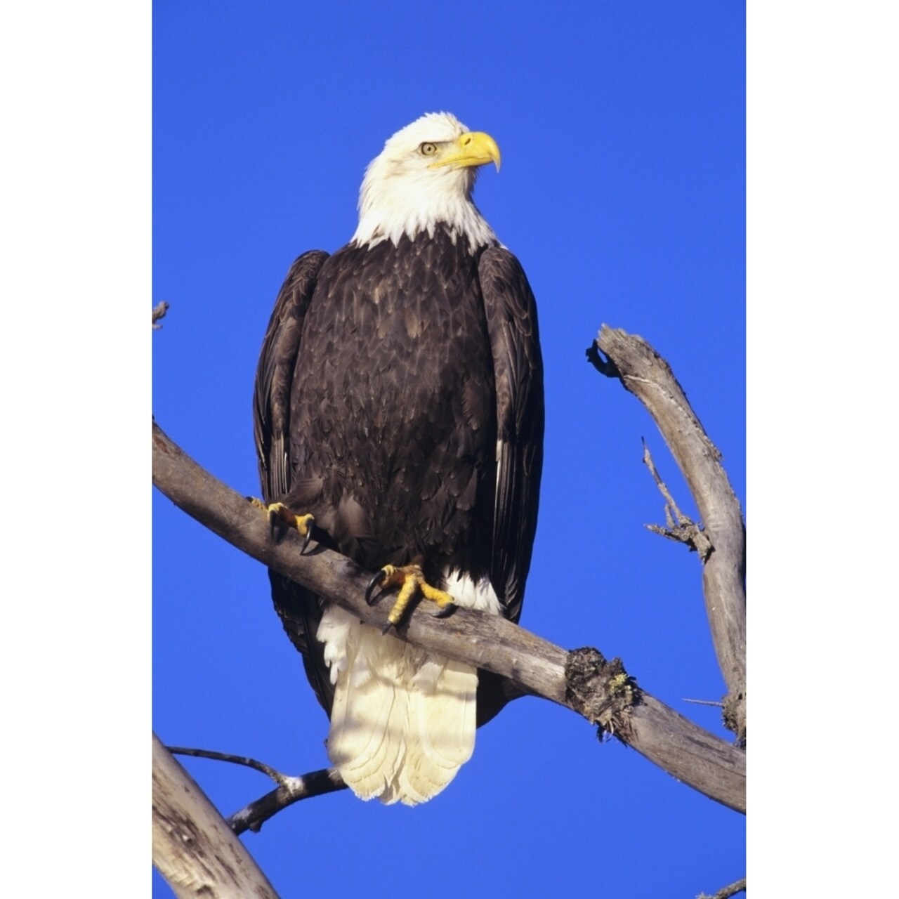 Posterazzi Alaska Haines Bald Eagle Reserve Bald Eagle Perched On A Branch. Poster Print